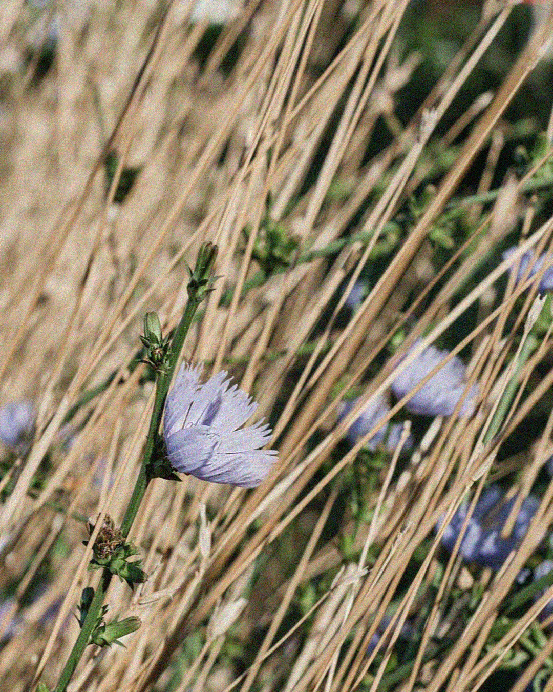 Coffret The glow ritual set